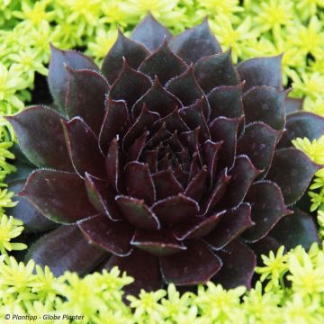 Sempervivum Chick Charms ® Bing Cherry - Joubarbe bourgogne