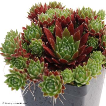 Sempervivum Chick Charms Cinnamon Starbust - Joubarbe