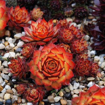 Sempervivum Chick Charms Gold Nugget - Joubarbe