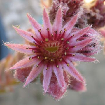 Sempervivum Feldmaier - Joubarbe hybride 