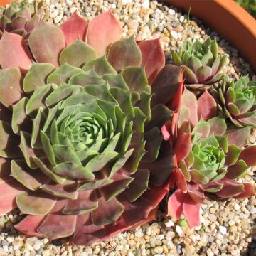 Les joubarbes, des succulentes hyper faciles à cultiver et très