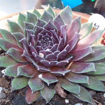 Sempervivum Pilatus - Joubarbe hybride bronze-violacé.