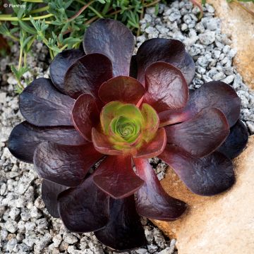 Sempervivum Gay Jester - Joubarbe hybride