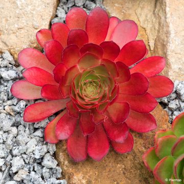 Sempervivum Gay Jester - Joubarbe hybride