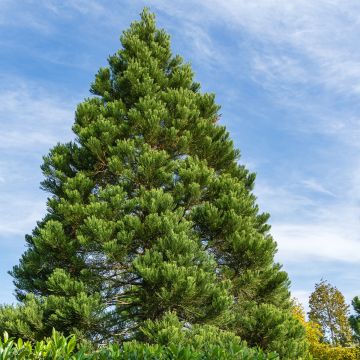 Séquoia géant - Sequoiadendron giganteum Greenpeace