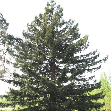 Sequoia sempervirens - Séquoia à feuilles d'If pot de 4L