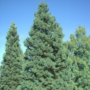 Sequoiadendron giganteum Glaucum - Séquoia géant                