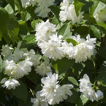 Seringat Minnesota Snowflake - Philadelphus virginalis