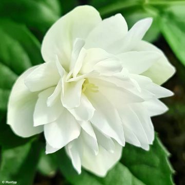 Seringat - Philadelphus Pearls of Perfume