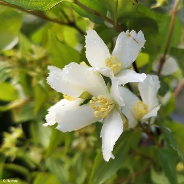 Seringat - Philadelphus polyanthus Mont Blanc