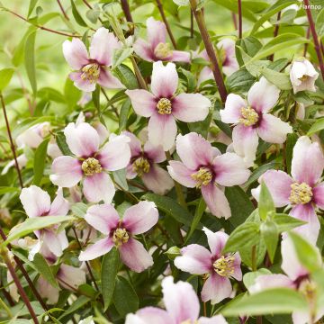 Seringat - Philadelphus Silberregen