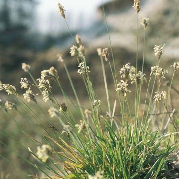 Sesleria caerulea - Seslérie bleue