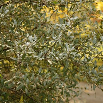Shepherdia argentea - Shépherdie argentée