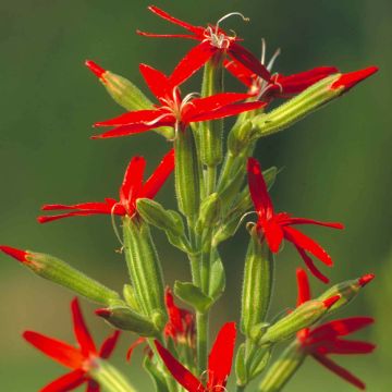 Silene regia - Silène royal