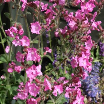 Silène rub. Rollies Favorite - Silene robotii