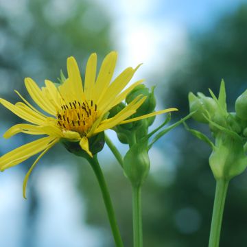 Silphium laciniatum - Plante boussole