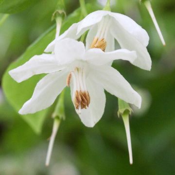 Sinojackia xylocarpa - Jaquier de Chine