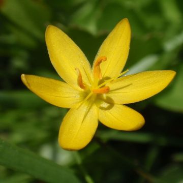 Sisyrinchium californicum - Bermudienne de Californie