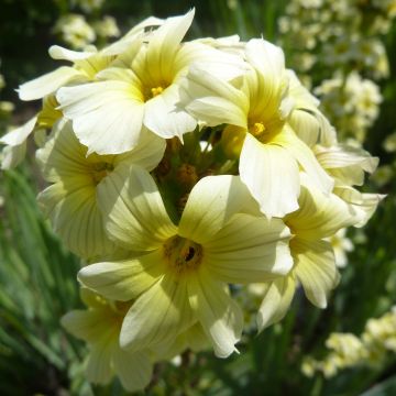 Sisyrinchium striatum - Bermudienne striée