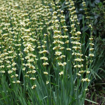 Sisyrinchium striatum - Bermudienne striée