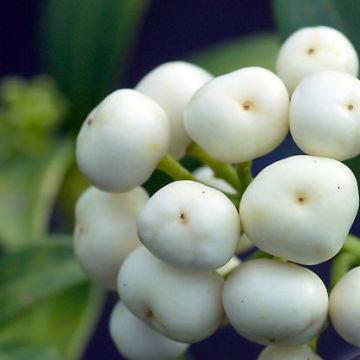 Skimmia japonica Kew White