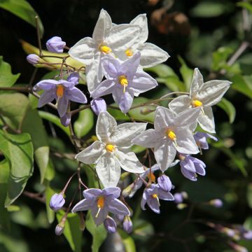 Solanum jasminoides - Morelle faux jasmin