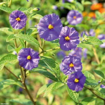 Solanum rantonnetii - Gentiane en Arbre