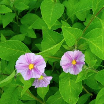 Solanum rantonetti - Gentiane en Arbre