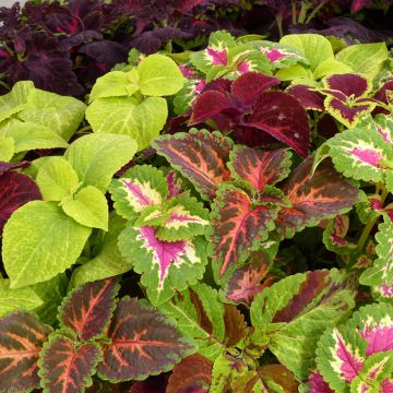 Coleus Wizard Mixed 