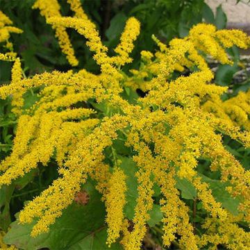 Solidago Gold King - Verge d'or