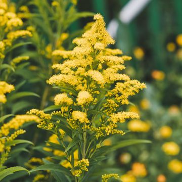 Solidago canadensis Golden Baby - Verge d'or du Canada