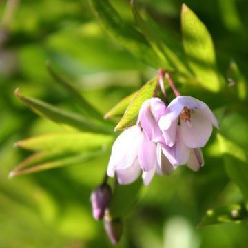 Sollya heterophylla Rosea