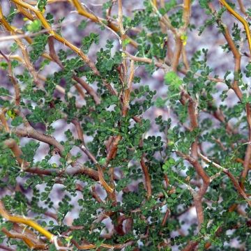 Sophora Little Baby - Sophora nain.