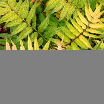 Sorbaria sorbifolia Sem- Fausse spirée à feuilles de sorbier