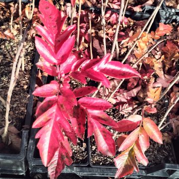 Sorbier hybride - Sorbus Burka