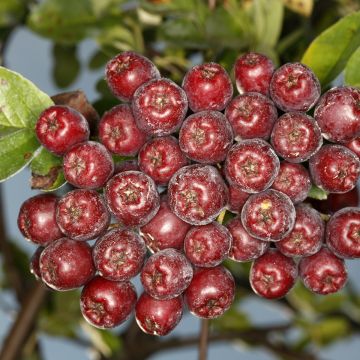 Sorbier hybride - Sorbus Grananatnaja (Granatnaja)