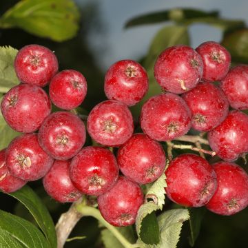 Sorbier hybride - Sorbus Titan