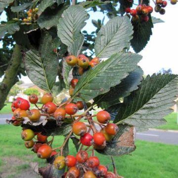 Alisier blanc - Sorbus aria Lutescens