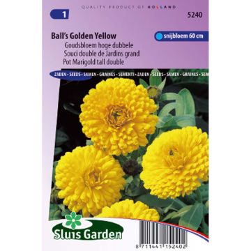 Souci double de Jardins Ball’s Golden Yellow - Calendula officinalis