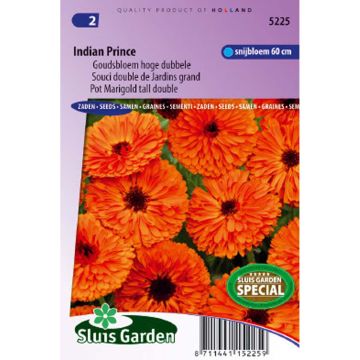 Souci double de Jardin Indian Prince - Calendula officinalis