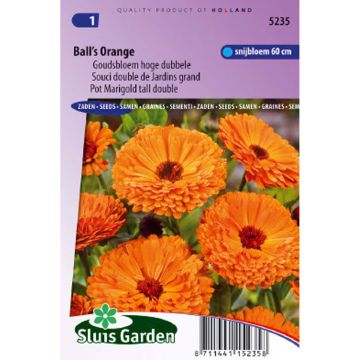 Souci double de Jardins Ball’s Orange - Calendula officinalis