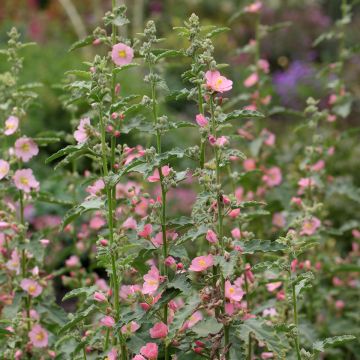 Sphaeralcea hybride Charmeuse - Mauve du Désert