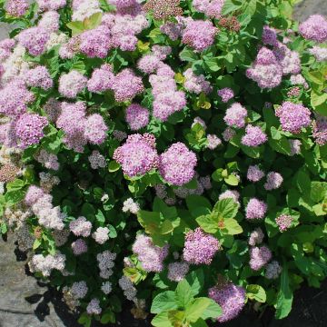 Spirée à feuille de bouleau Pink Sparkler - Spiraea betulifolia