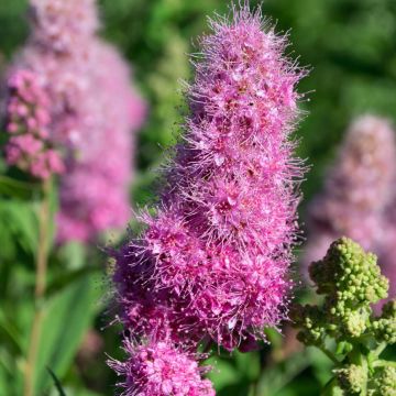 Spiraea billardii - Spirée