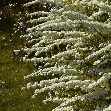 Spiraea cinerea Grefsheim - Spirée dentelée 