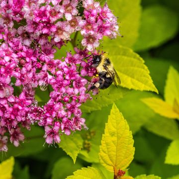 Spirée dorée - Spiraea japonica Candelight livré en hauteur 30/40 cm en pot de 2L/3L