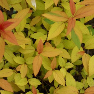 Spirée japonaise Magic Carpet - Spiraea japonica Magic Carpet