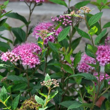 Spirée japonaise Shirobana Genpei - Spiraea japonica Shirobana G