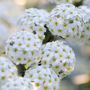 Spiraea nipponica June Bride - Spirée japonaise