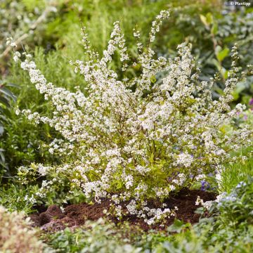 Spiraea prunifolia Goldfire - Spirée à feuilles de prunier